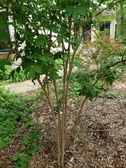 Sambucus