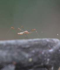 Pneustocerus gravelyi