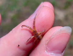 Scolopendra canidens