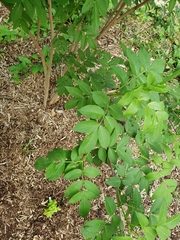 Sambucus