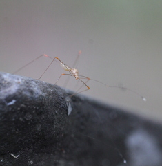 Pneustocerus gravelyi