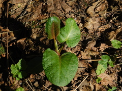 Rumex obtusifolius