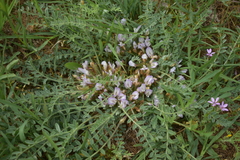 Astragalus dolichophyllus