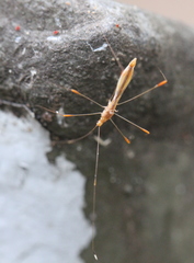 Pneustocerus gravelyi