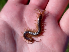 Scolopendra canidens