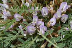 Astragalus dolichophyllus