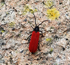 Benibotarus alternatus