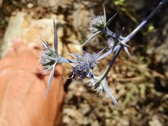 Eryngium triquetrum