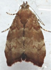 Choreutis pariana