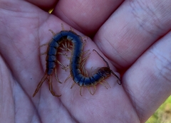 Scolopendra canidens