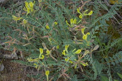Astragalus longipetalus