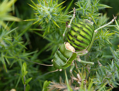 Pycnogaster cucullatus