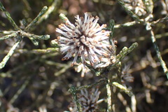 Stoebe microphylla