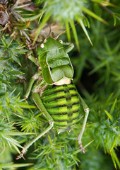 Pycnogaster cucullatus