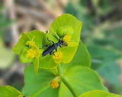 Oedemera atrata
