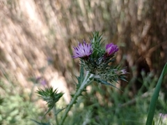 Carduus pycnocephalus