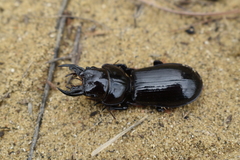 Scarites bucida