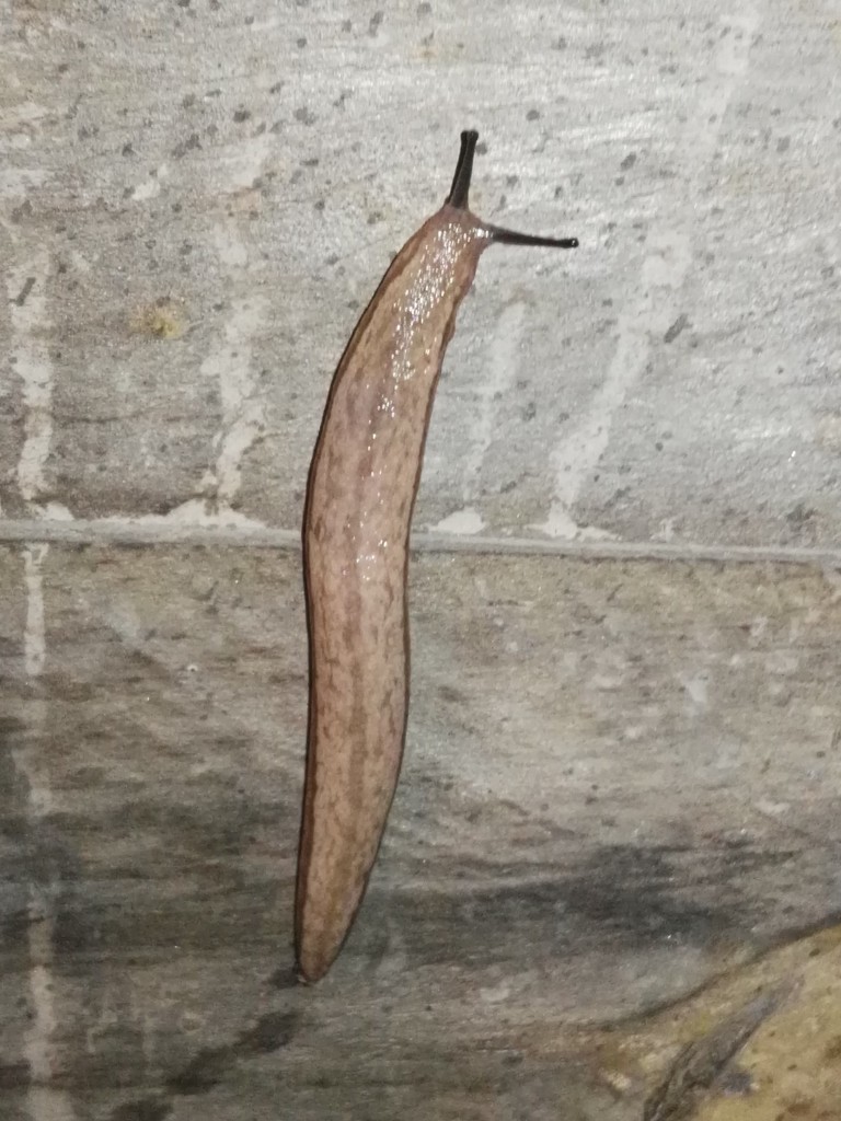 双线蛞蝓 版纳植物园的软体动物 Inaturalist