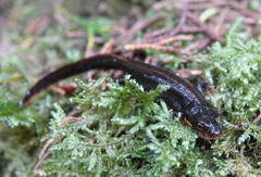 Lissotriton maltzani