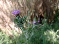 Carduus pycnocephalus