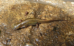 Lissotriton maltzani