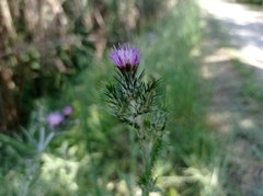 Carduus pycnocephalus