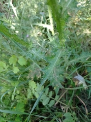 Carduus pycnocephalus