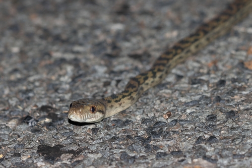 Australian Scrub Python sighting
