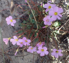 Oxalis imbricata