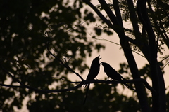 Dicrurus macrocercus