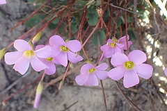 Oxalis imbricata