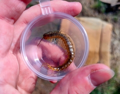 Scolopendra canidens