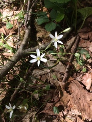 Ornithogalum woronowii