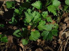 Urtica dioica