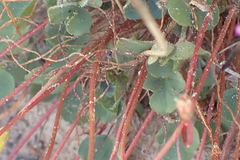 Oxalis imbricata