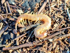 Scolopendra canidens