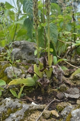 Peristylus