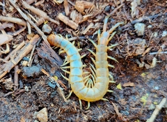 Scolopendra canidens