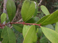 Acokanthera oppositifolia