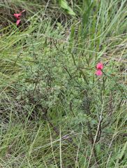 Indigofera hedyantha