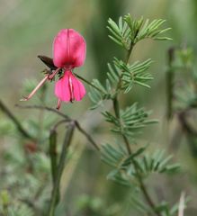 Indigofera hedyantha