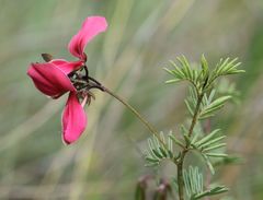 Indigofera hedyantha