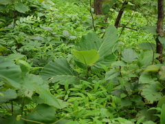 Leea macrophylla