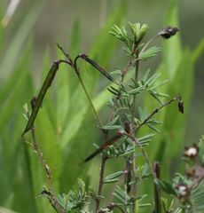 Indigofera hedyantha