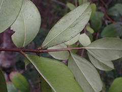 Acokanthera oppositifolia