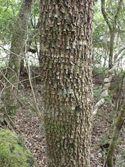 Sideroxylon inerme inerme