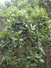 Sideroxylon inerme inerme