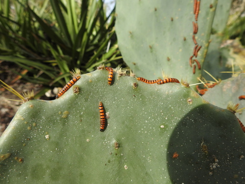 Cactus Moth photo 4