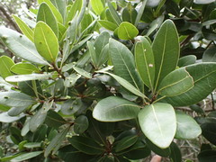 Sideroxylon inerme inerme