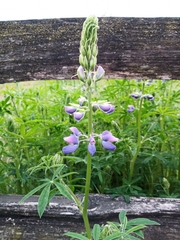 Lupinus rivularis